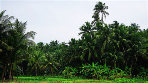 手机怎么玩未来之翼手游（未来之翼手机壁纸）